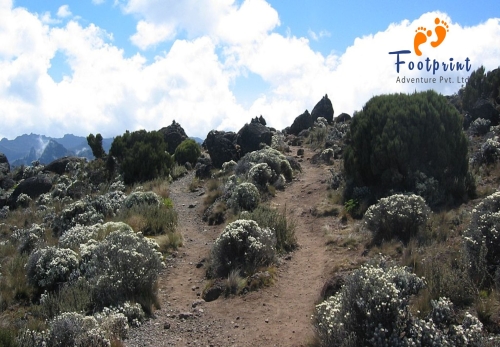 Flora and Fauna of Kilimanjaro