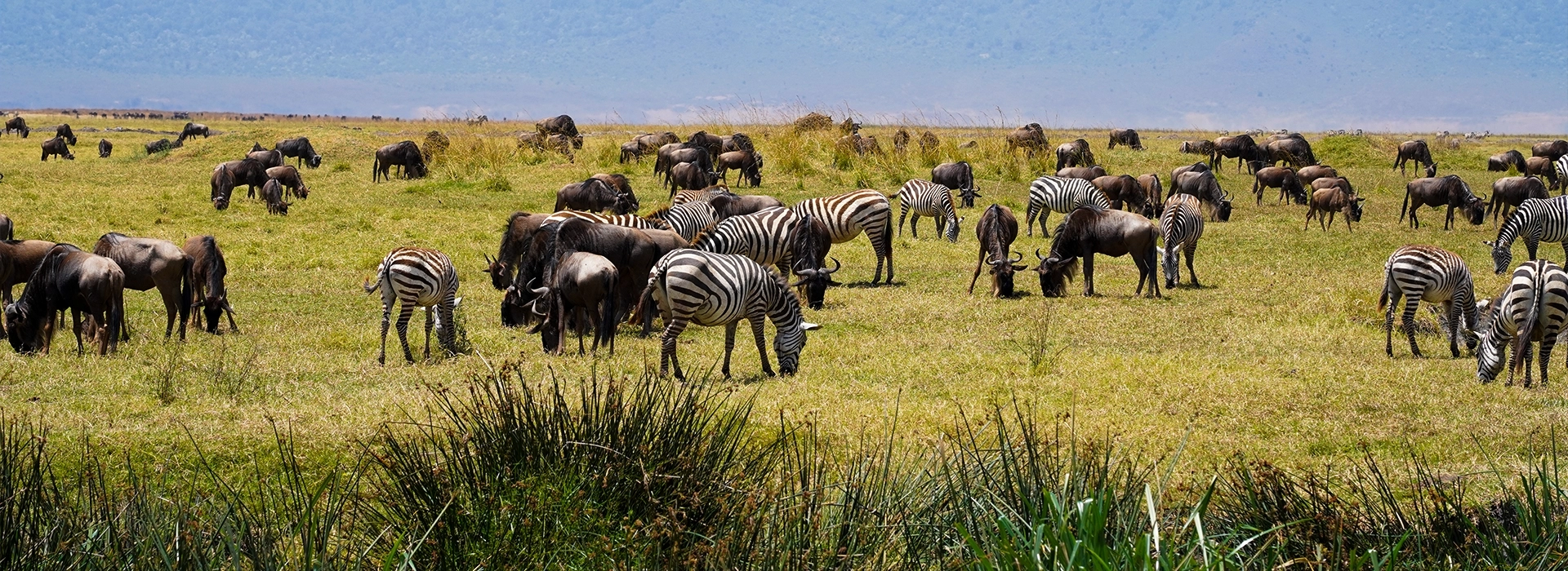 Short Wildlife Safari in Tanzania